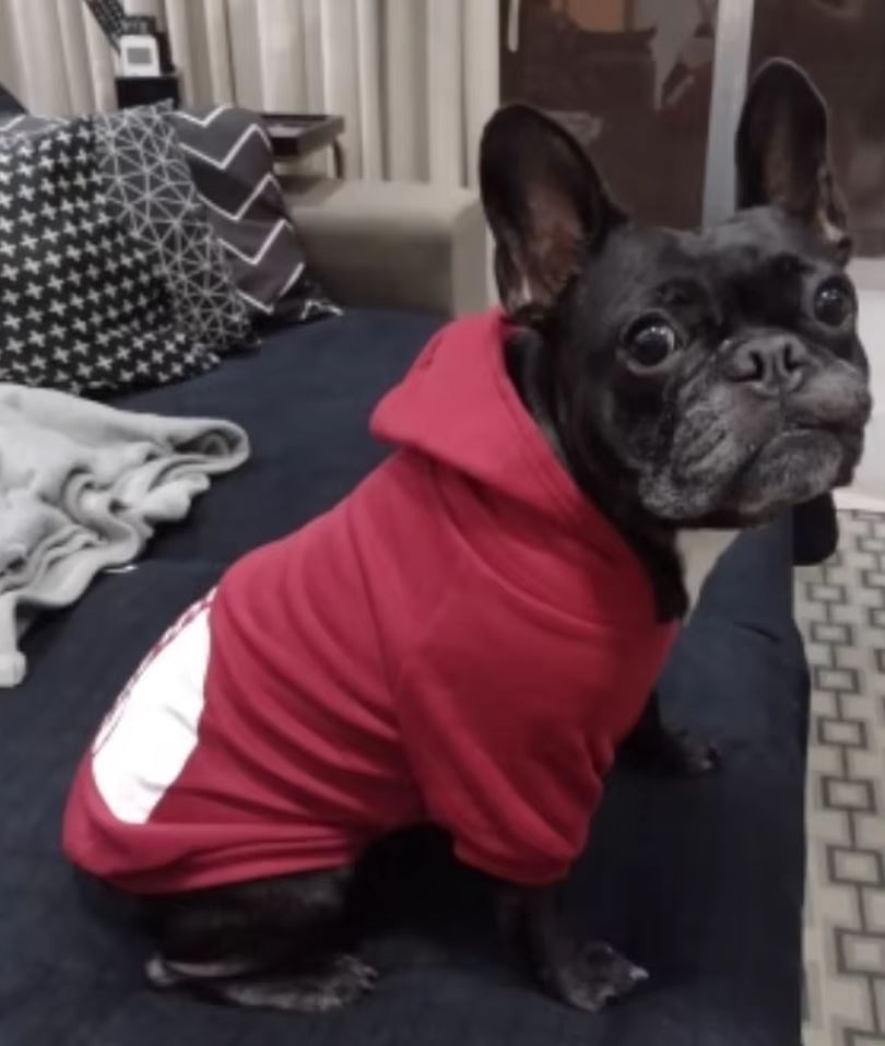 Dog Clothes Hoodies -  Winter Jacket, Sweatshirt, Warm for Small/Large Dogs